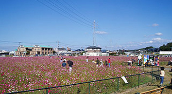 cosmos2016